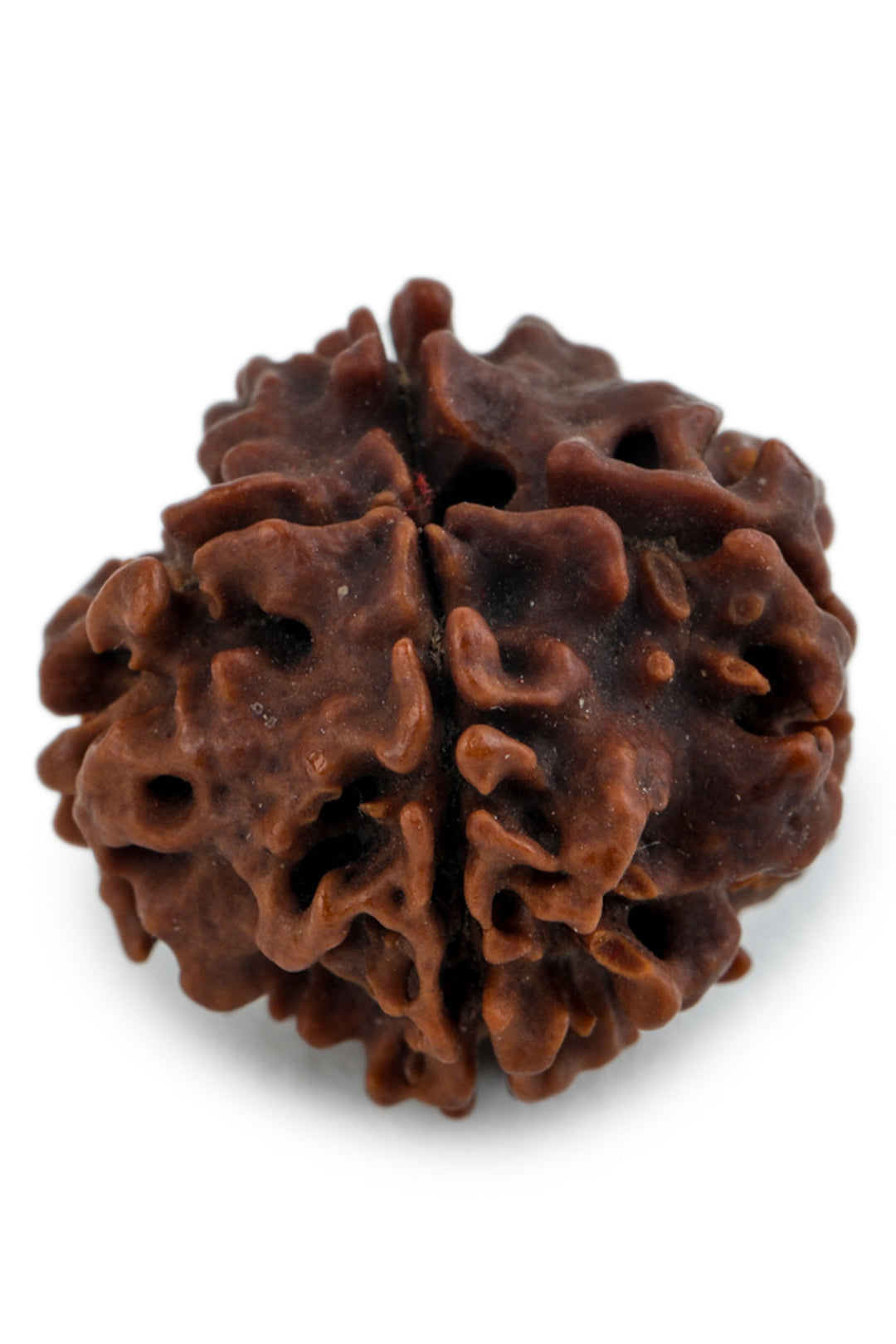 Studio Vaidik 4 mukhi Natural Rudraksha