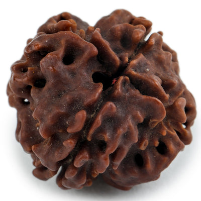 Studio Vaidik 4 mukhi Natural Rudraksha