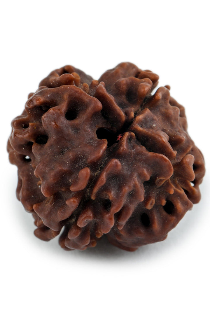 Studio Vaidik 4 mukhi Natural Rudraksha