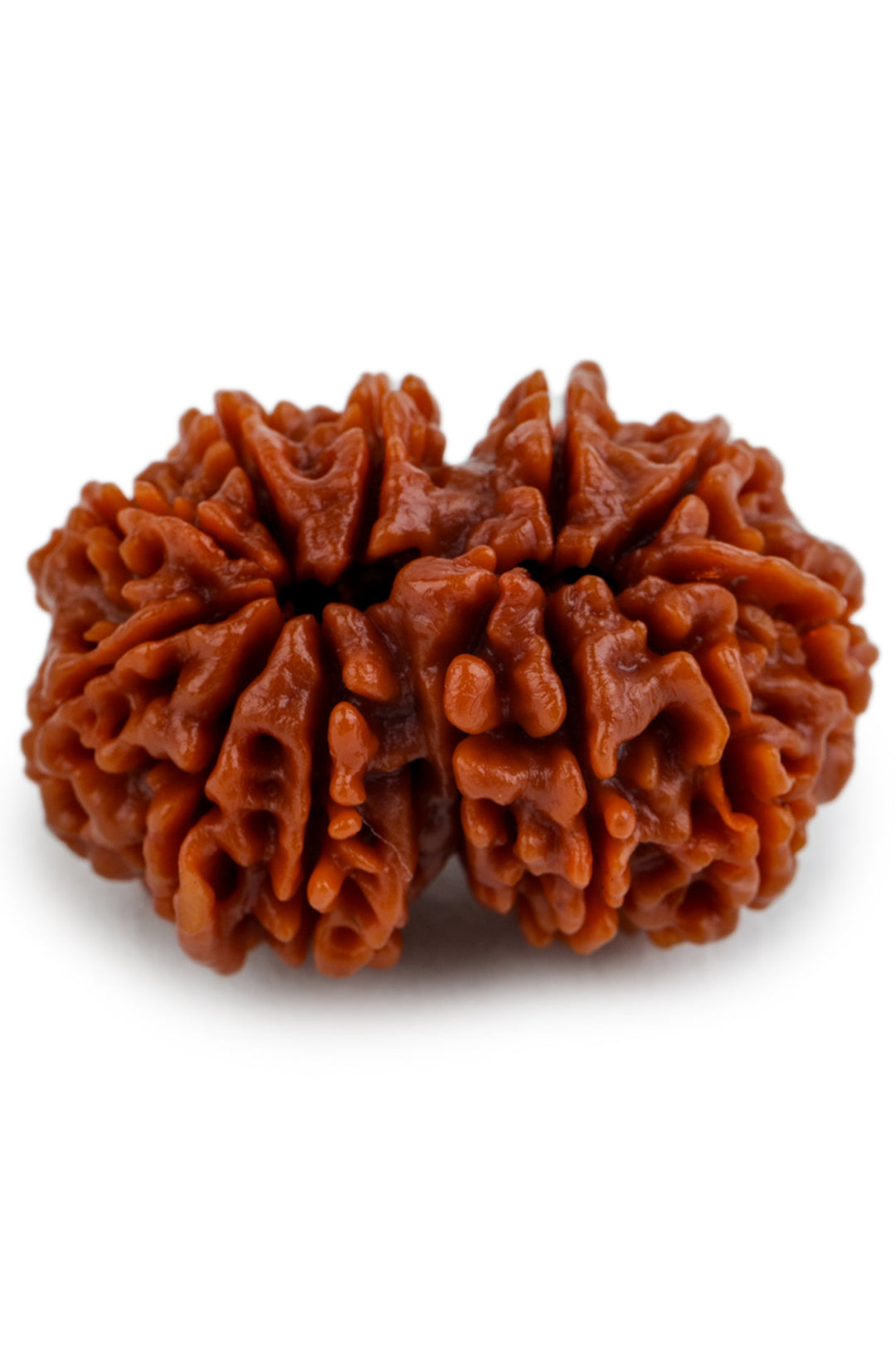 Studio Vaidik Gauri Shankar Natural Rudraksha