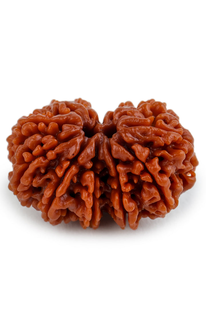 Studio Vaidik Gauri Shankar Natural Rudraksha