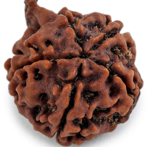 Studio Vaidik Natural Ganesh Rudraksha