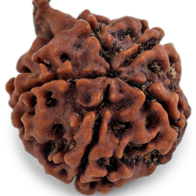 Studio Vaidik Natural Ganesh Rudraksha