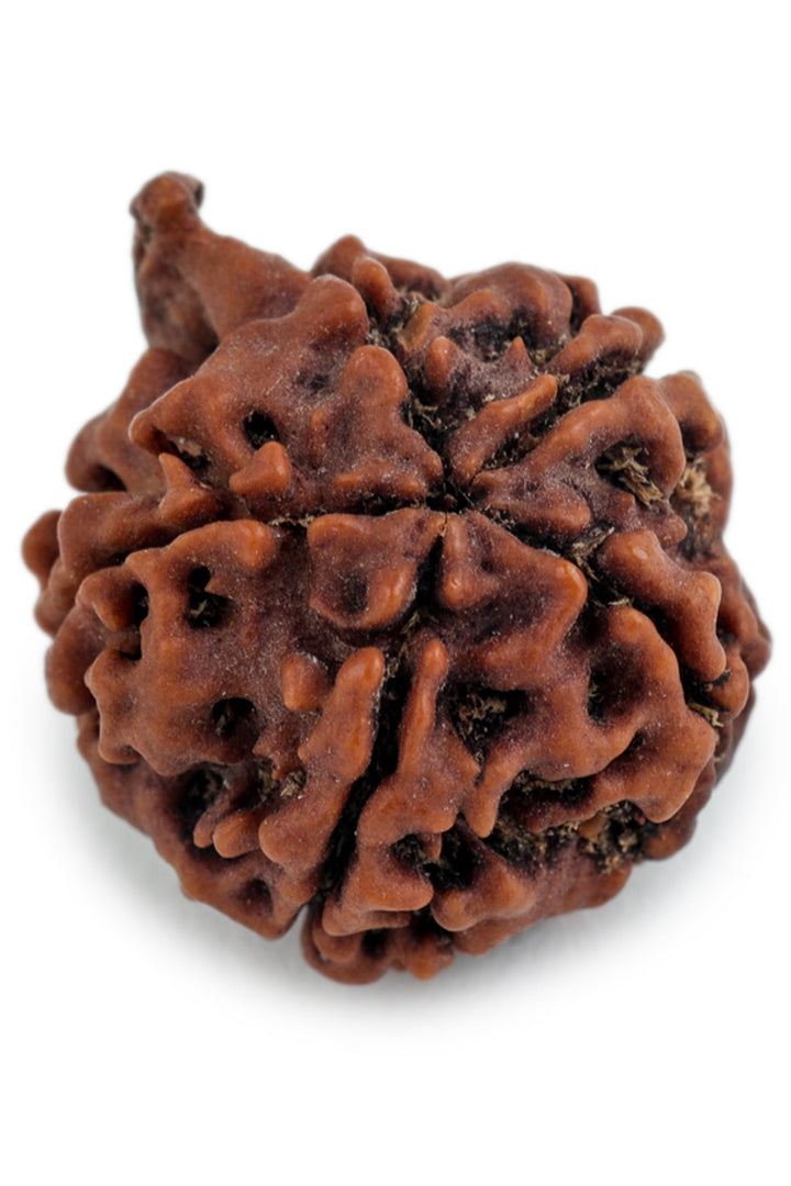 Studio Vaidik Natural Ganesh Rudraksha