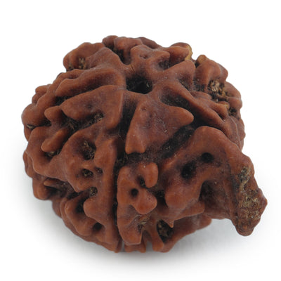 Studio Vaidik Natural Ganesh Rudraksha