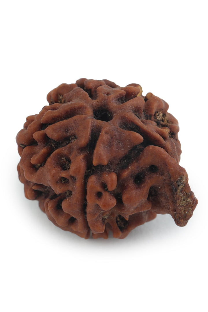 Studio Vaidik Natural Ganesh Rudraksha