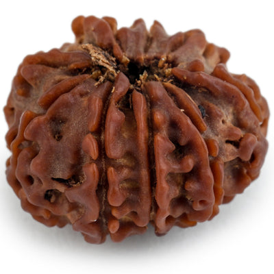Studio Vaidik 8 mukhi Natural Rudraksha