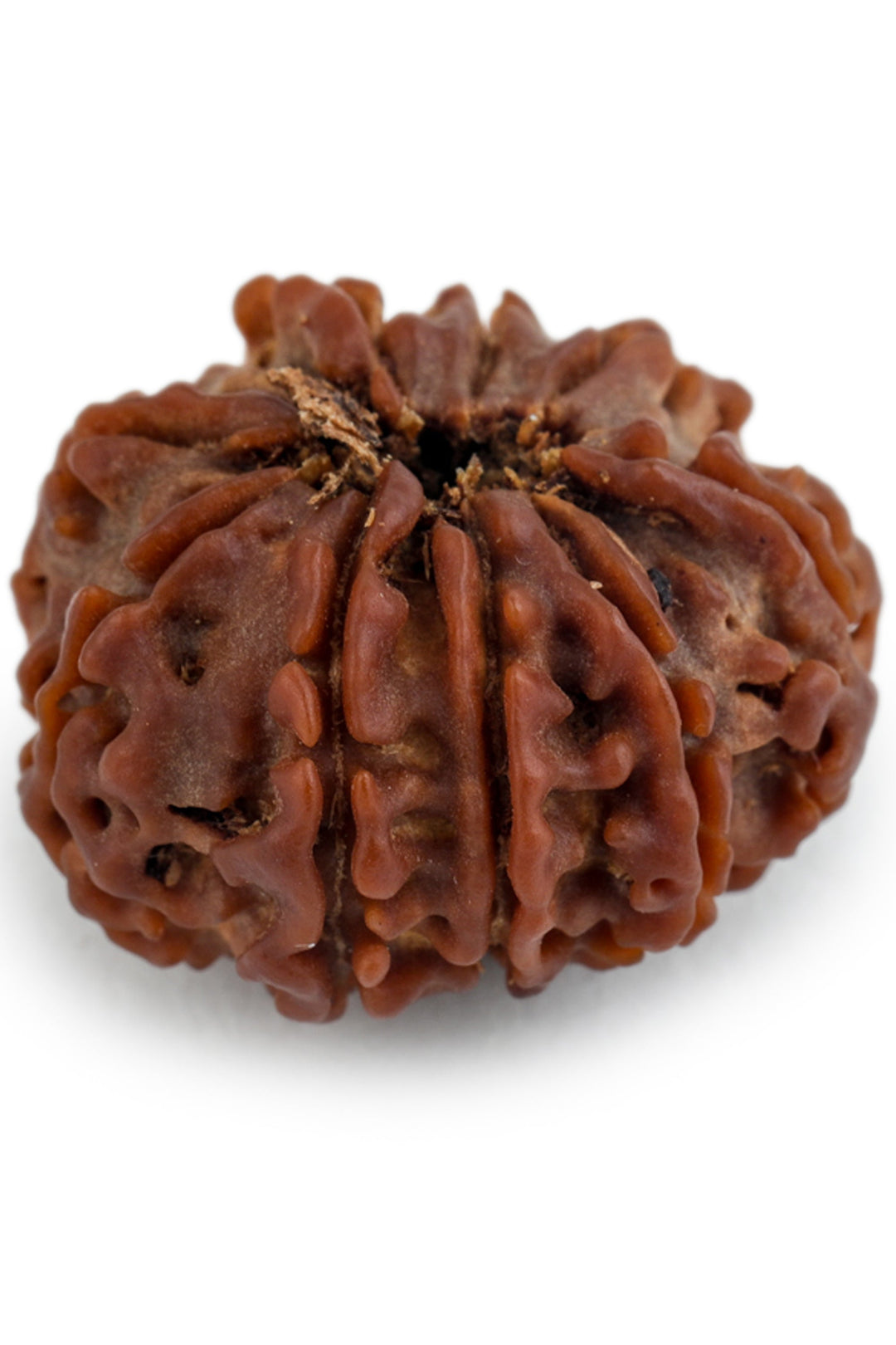 Studio Vaidik 8 mukhi Natural Rudraksha