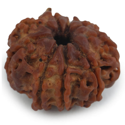 Studio Vaidik 8 mukhi Natural Rudraksha