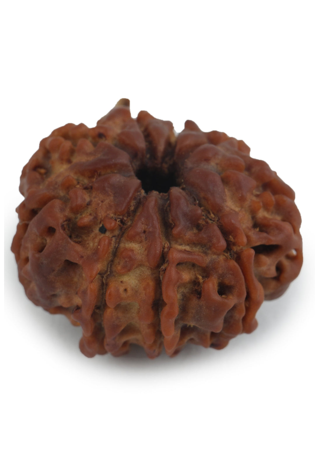 Studio Vaidik 8 mukhi Natural Rudraksha