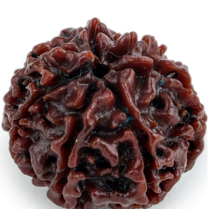 Studio Vaidik 7 mukhi Natural Rudraksha