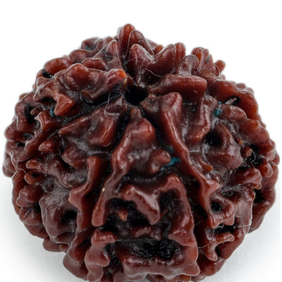 Studio Vaidik 7 mukhi Natural Rudraksha