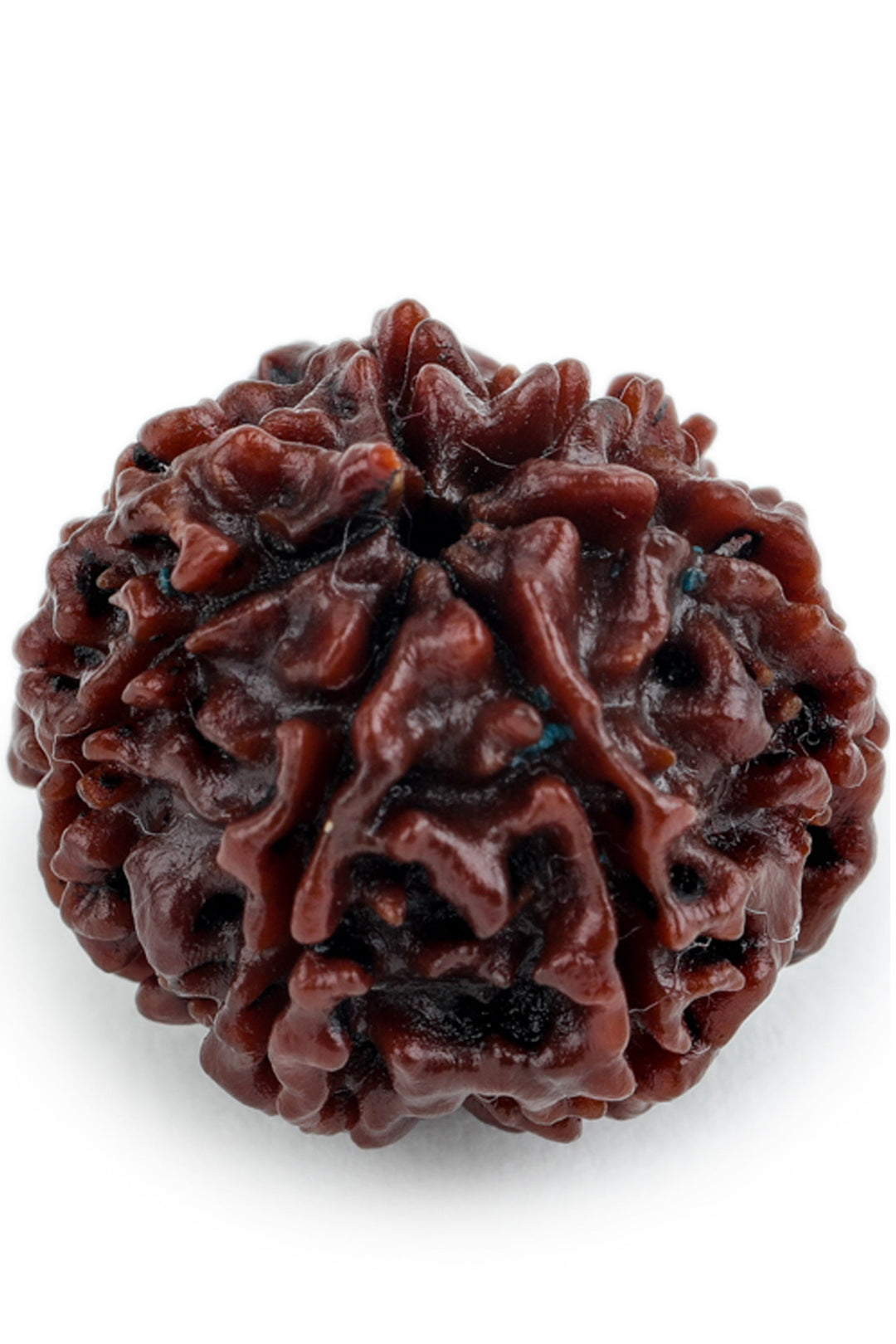 Studio Vaidik 7 mukhi Natural Rudraksha