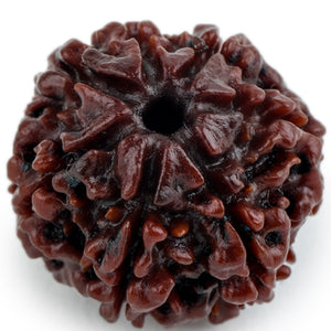 Studio Vaidik 7 mukhi Natural Rudraksha