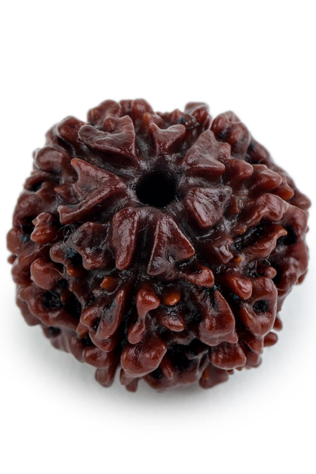 Studio Vaidik 7 mukhi Natural Rudraksha