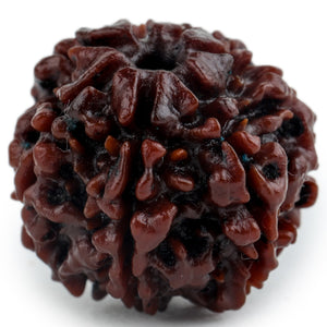 Studio Vaidik 7 mukhi Natural Rudraksha