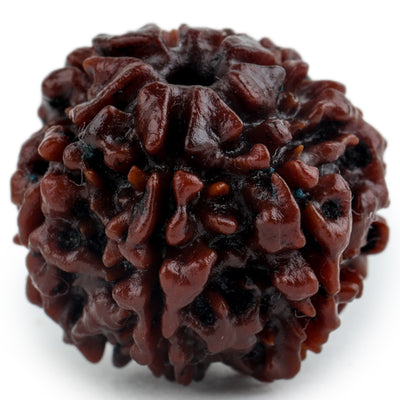 Studio Vaidik 7 mukhi Natural Rudraksha