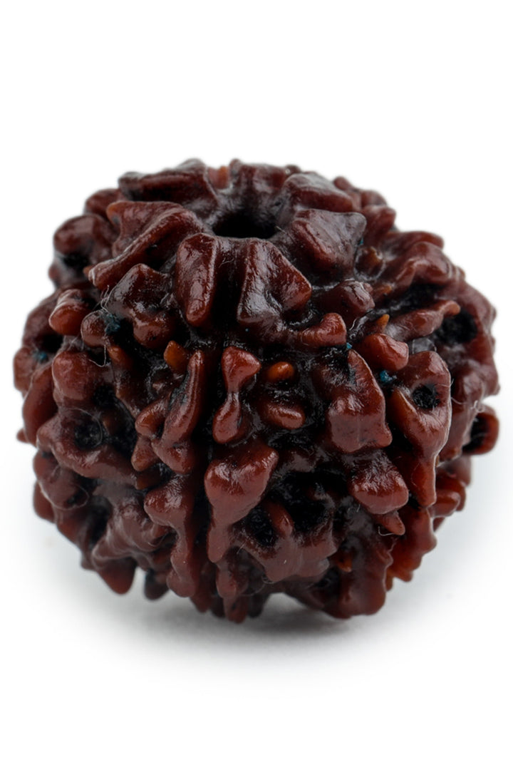 Studio Vaidik 7 mukhi Natural Rudraksha