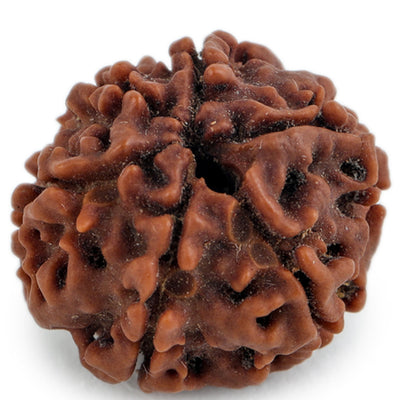 Studio Vaidik 6 mukhi Natural Rudraksha