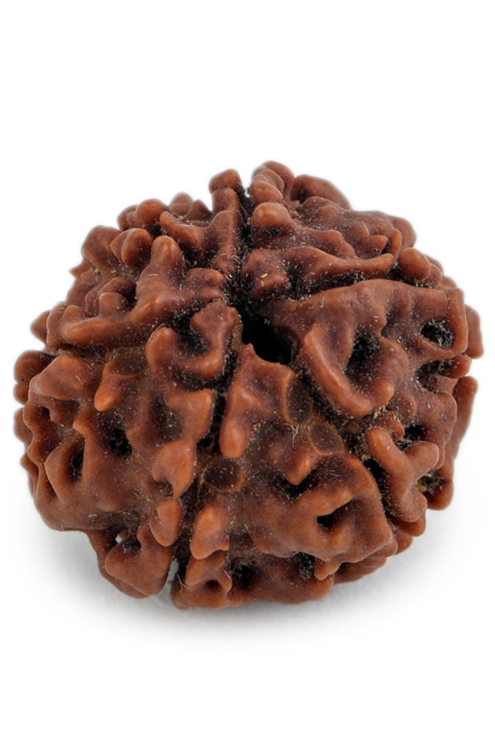 Studio Vaidik 6 mukhi Natural Rudraksha