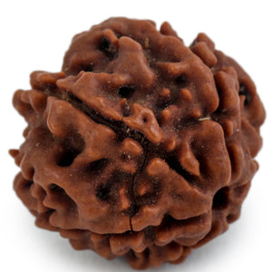 Studio Vaidik 6 mukhi Natural Rudraksha