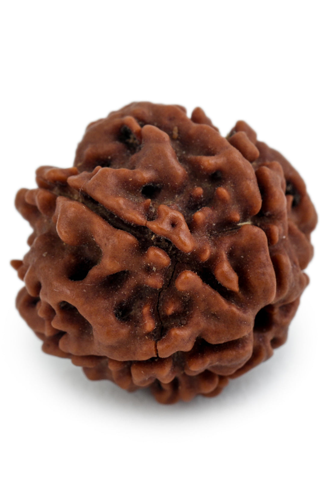 Studio Vaidik 6 mukhi Natural Rudraksha