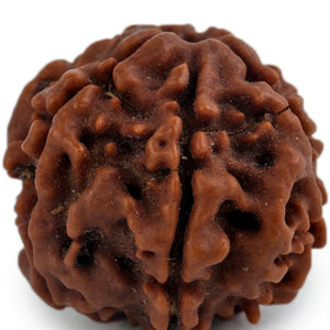 Studio Vaidik 6 mukhi Natural Rudraksha
