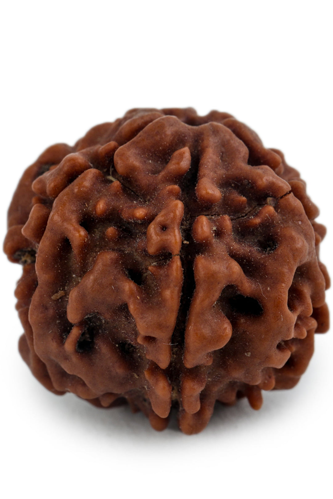 Studio Vaidik 6 mukhi Natural Rudraksha