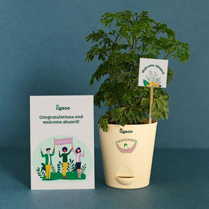 Aralia Climate Jute Bag For New Joining