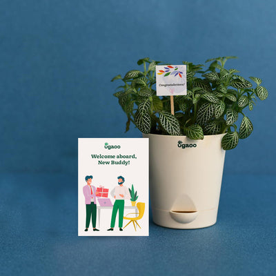 Plant with Plantable Calendar For Employee
