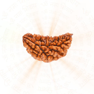 Premium 1 Mukhi Rudraksha