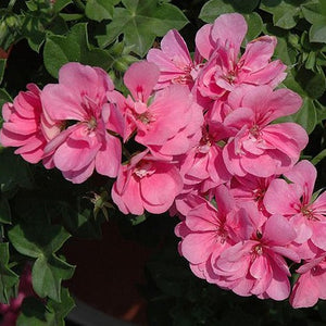 Geranium Baby Pink Creeper/Climber Flowering Live Plant