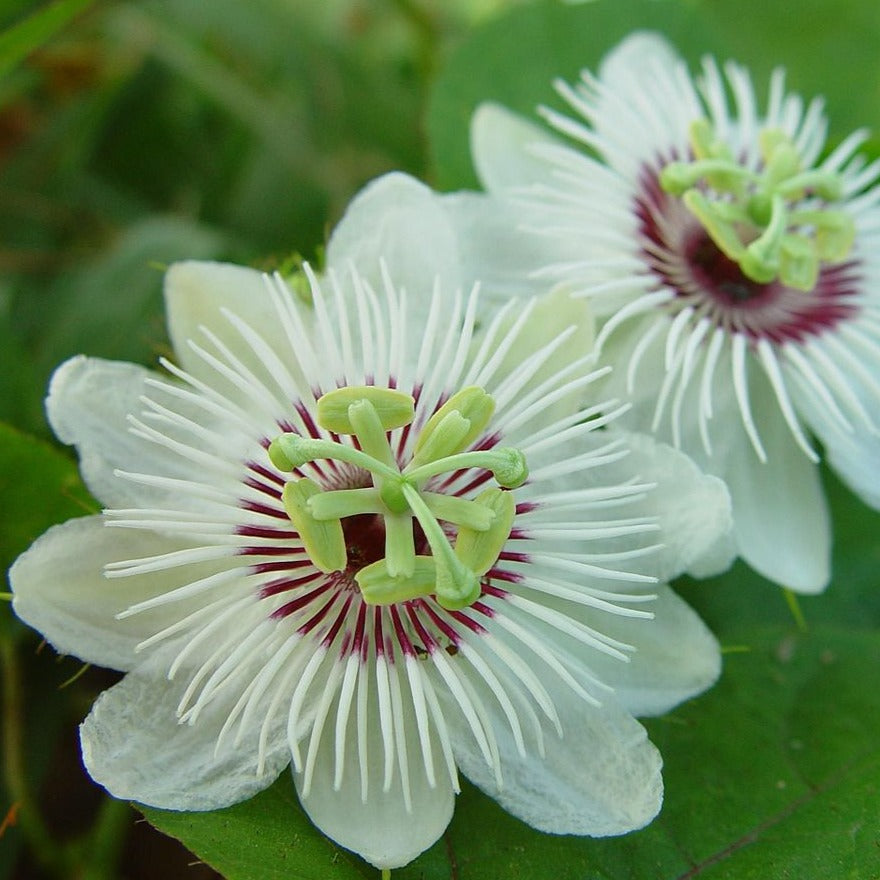 krishna kamal flower seeds 1200px-Passionfruit_cream.jpg?v=1747478837&width=1946