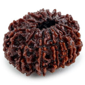 Studio Vaidik 13 mukhi Natural Rudraksha