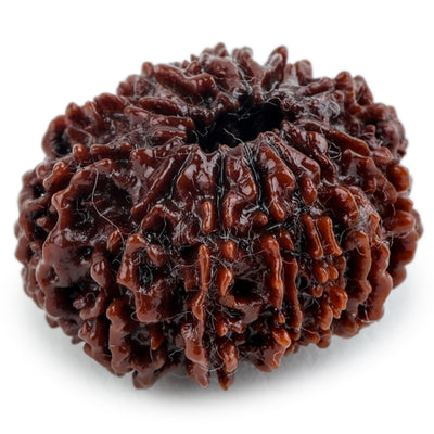 Studio Vaidik 13 mukhi Natural Rudraksha