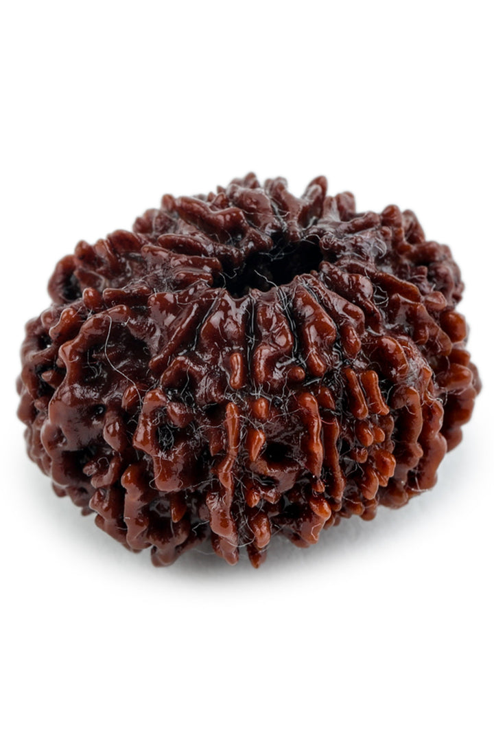 Studio Vaidik 13 mukhi Natural Rudraksha