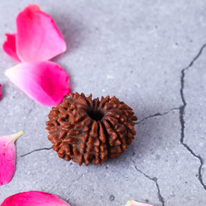 Studio Vaidik 13 mukhi Natural Rudraksha