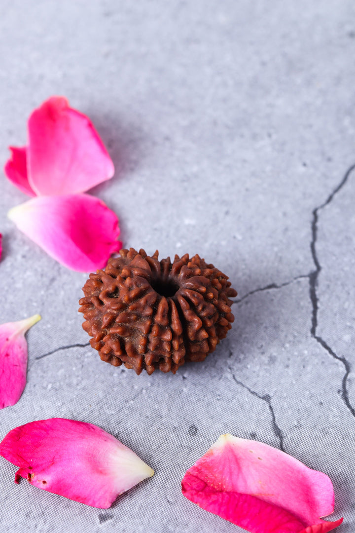 Studio Vaidik 13 mukhi Natural Rudraksha