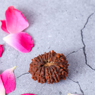 Studio Vaidik 13 mukhi Natural Rudraksha