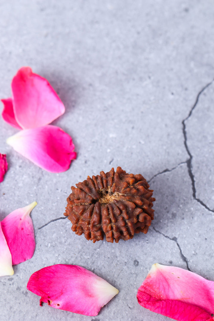 Studio Vaidik 13 mukhi Natural Rudraksha