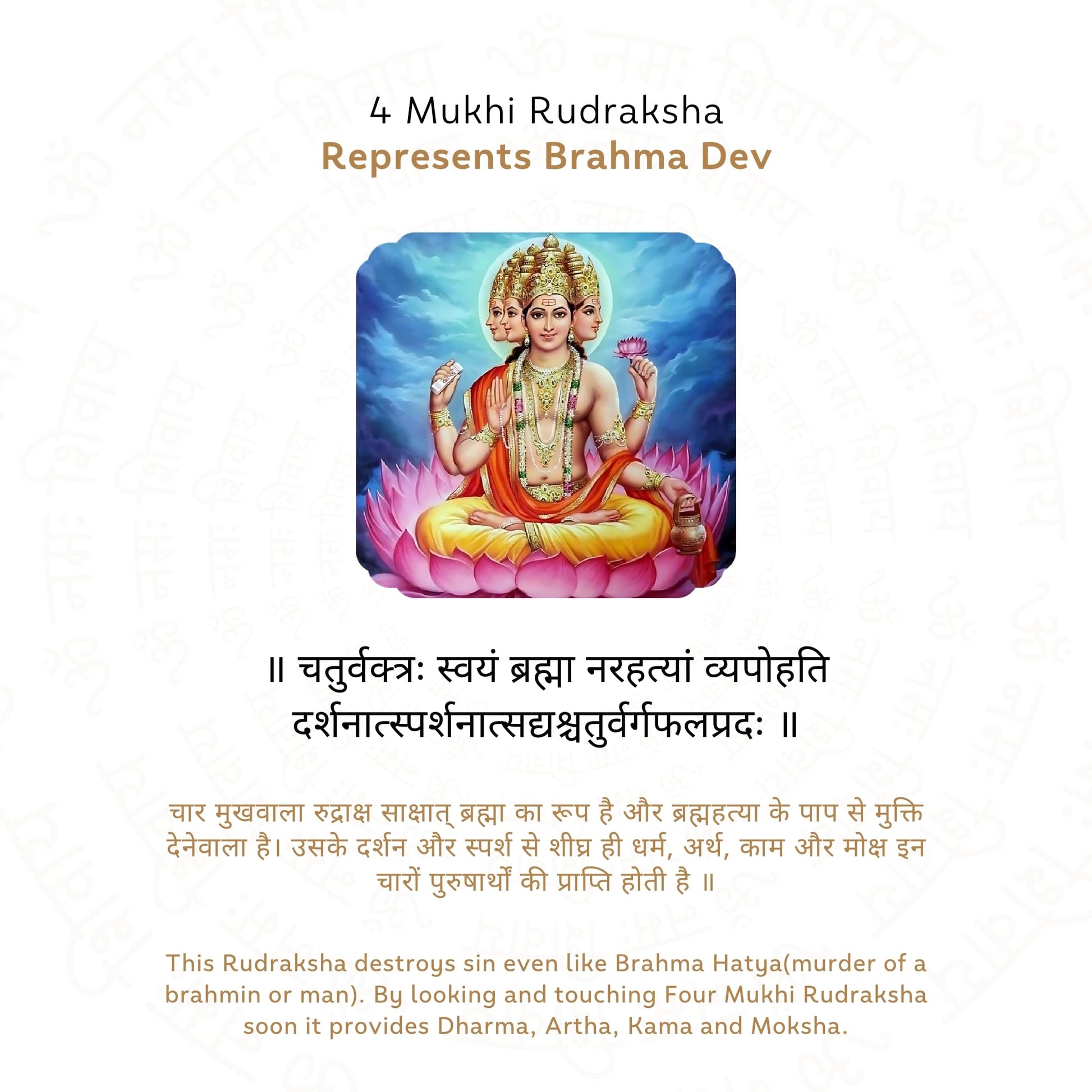 4 Mukhi Rudraksha ( Nepali )
