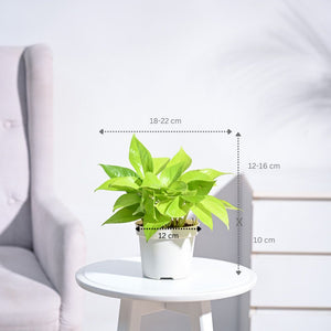 Money Plant Golden With GroPot