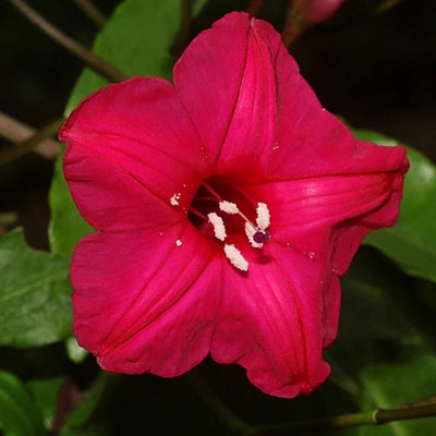 Cardinal Creeper (Ipomoea Horsfalliae) Grafted Live Plant