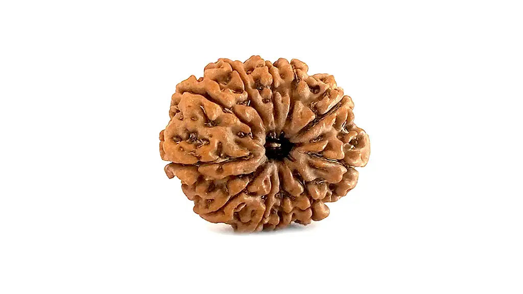 Studio Vaidik 11 mukhi Natural Rudraksha