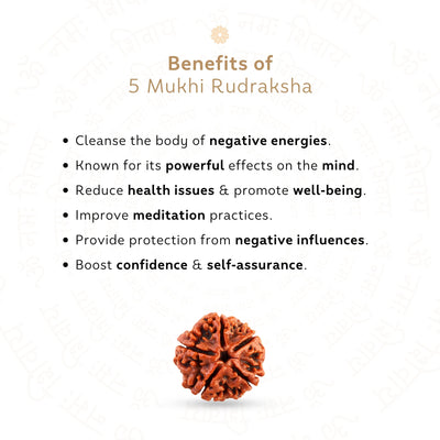 5 Mukhi Rudraksha ( Nepali )