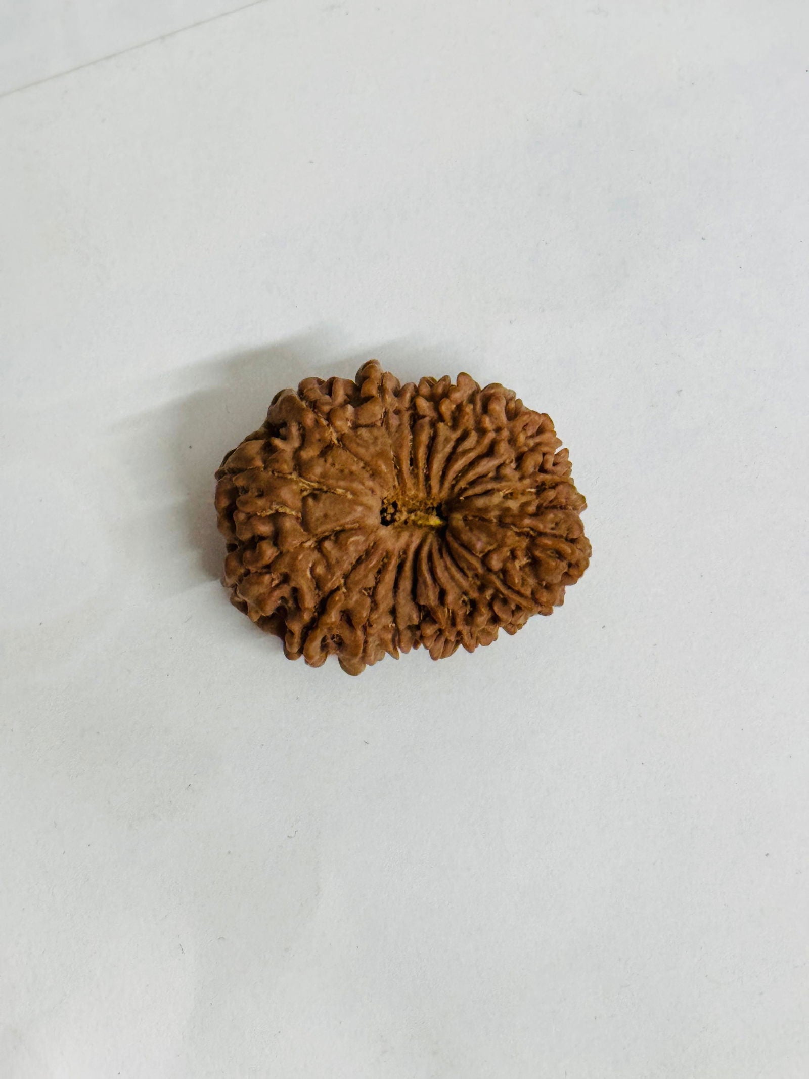 18 Mukhi Rudraksha - Rare Find