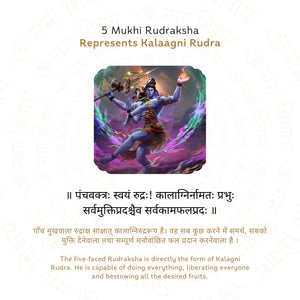 5 Mukhi Rudraksha ( Nepali )