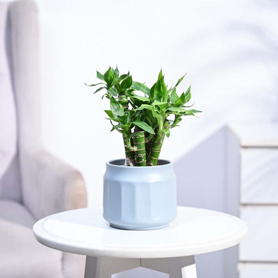 Lotus Lucky Bamboo 5 Sticks