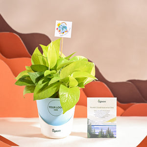 Money Plant Golden For Environment Day Gifting