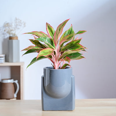 Cats are Gods Ceramic Planter